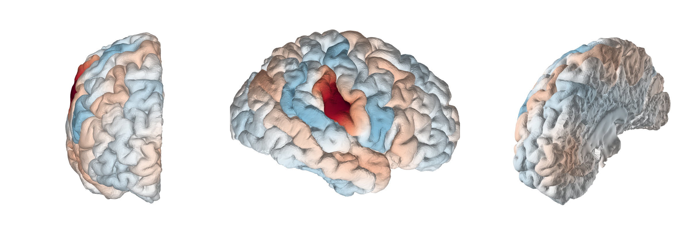 Wavelet on Cortical Surface